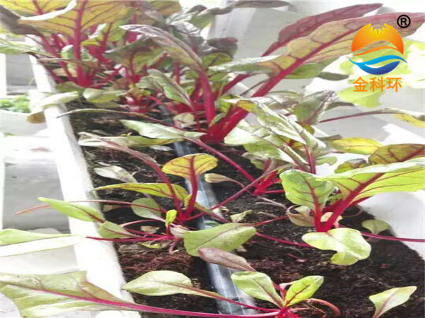 蔬菜91视频播放