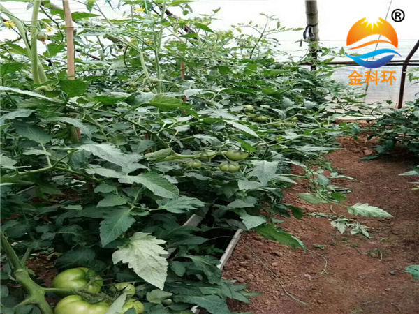 番茄91视频播放03