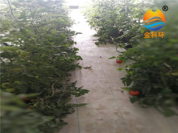 番茄91视频播放12