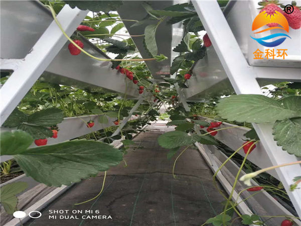 草莓91视频播放53