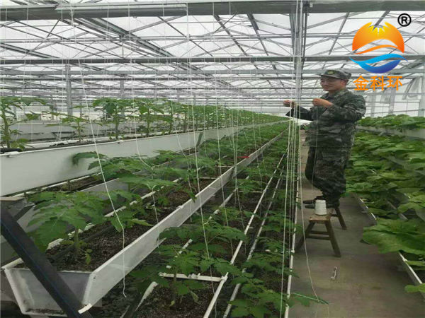西红柿91视频播放
