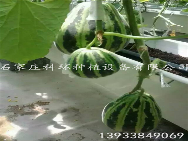 香瓜91视频播放