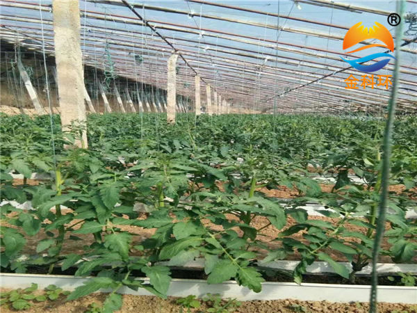 西红柿浅埋式91视频播放02