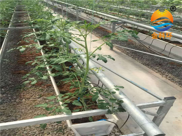 番茄91视频播放